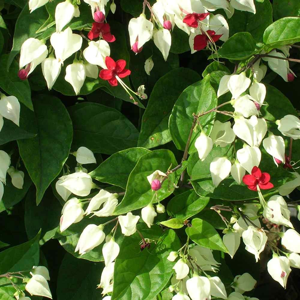Bleeding Heart Vine Plant